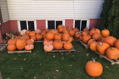 Pumpkin-Patch-1