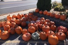 Pumpkin-Patch-2