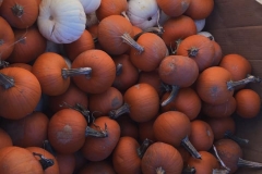 Pumpkin-Patch-3