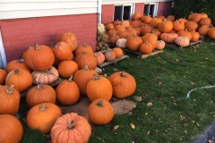 Pumpkin-Patch-4